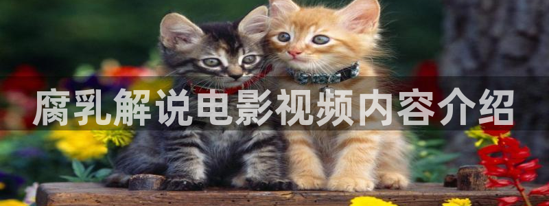 秋霞不卡网