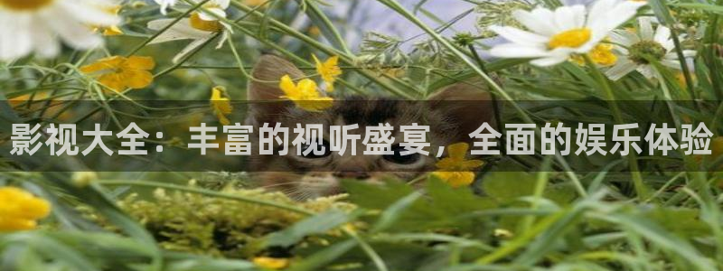 日韩秋霞影院：影视大全：丰富的视听盛宴，全面的娱乐体验